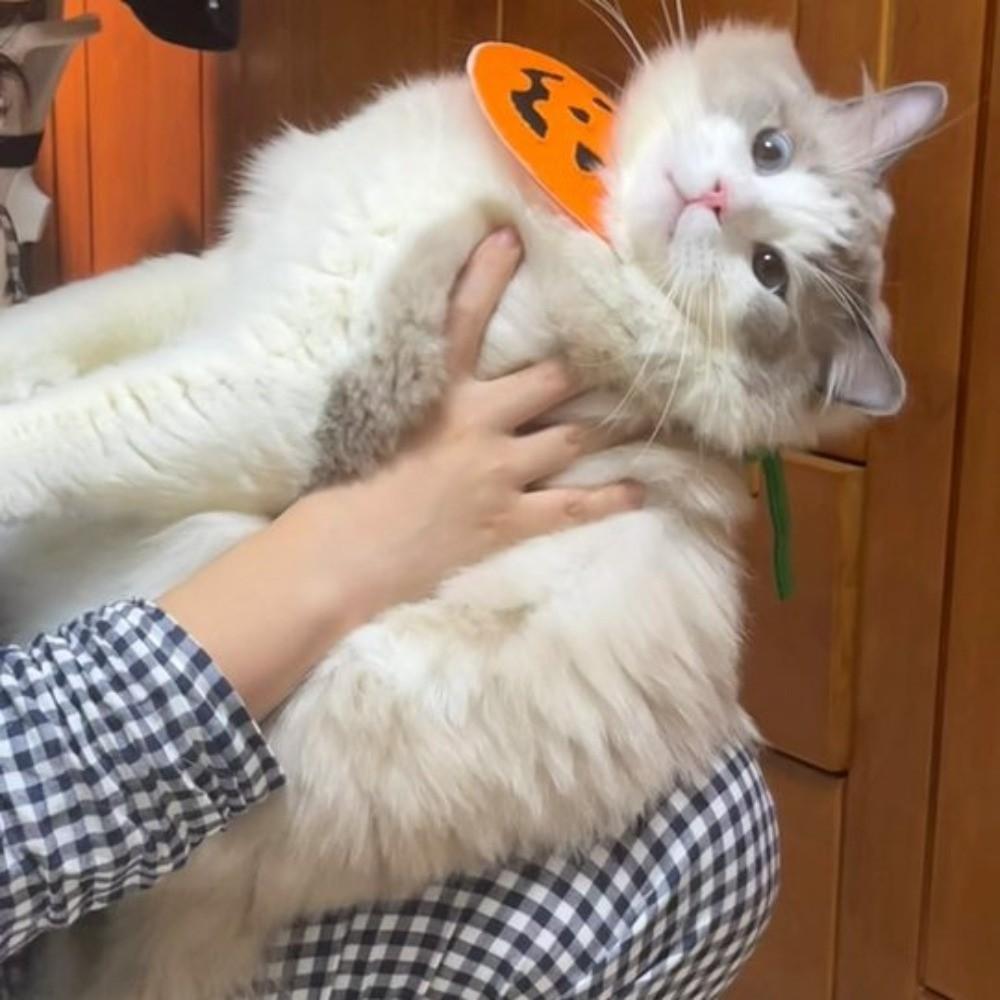 Comfortable To Wear Pumpkin Dog Scarf Adjustable Kitty Saliva Towel Halloween Pet Bib  Cosplay