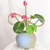 Mini Lotus Flower Artificial Fake Flowers Simulation Lotus Leaf  Bedroom Wedding