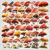 50 Watercolor Mushroom Graffiti Stickers Mobile Phone Computer Waterproof Decorative Stickers Creative Fungus Stickers Stationery Paper