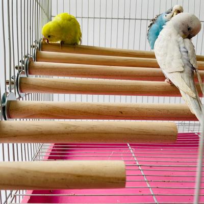 Parrot Pet Raw Standing Stick Wood Hanging Stand Rack Toy Sticksstand Paraket Branch Preches For Bird Cage Bar Pet Supplies