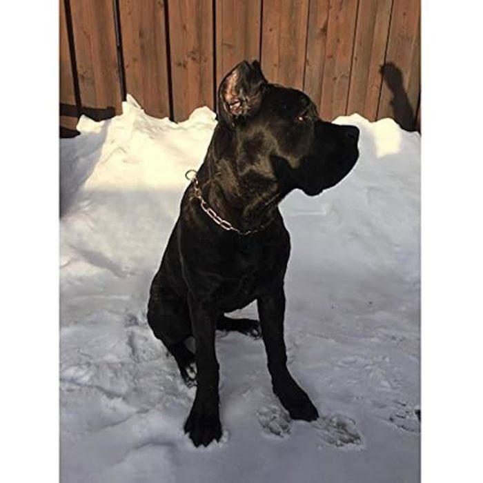 Dog Collar - HS SPRENGER - Chain with Medium Links - Suitable for Dogs with Sensitive Skin