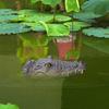 Плавающая голова аллигатора в садовом пруду Плавающий аллигатор для отпугивания, Бассейн, Садовый крокодил V4F9