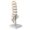 Lumbar Vertebral Spine Model Human Lumbar Educational Teaching Model Tool