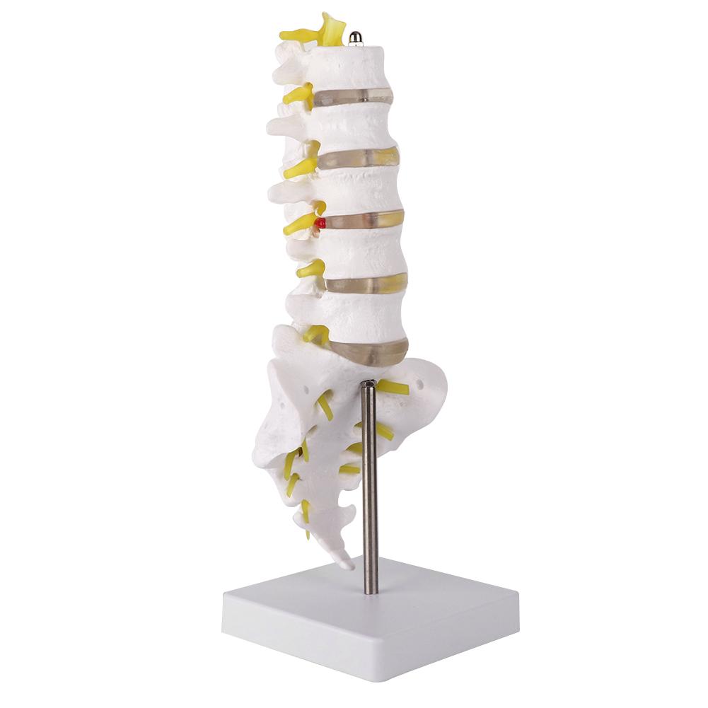 Lumbar Vertebral Spine Model Human Lumbar Educational Teaching Model Tool