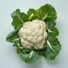 150 Cauliflower Seeds