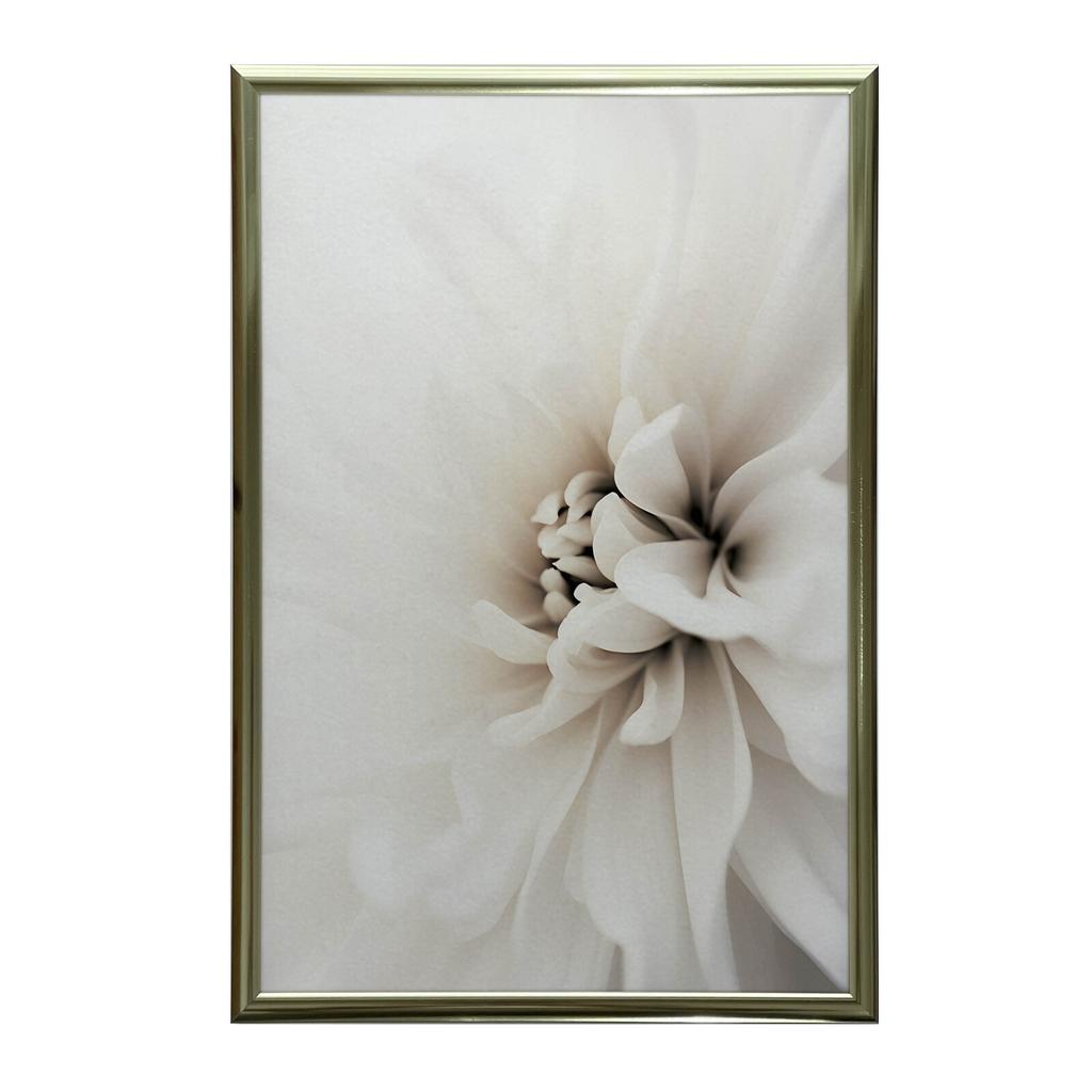 Delicate White Dahlia Delicate White Dahlia, 30X40 Cm, Gold Aluminum Frame, 230 Gsm Matte Paper