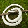 White Rubber Snake Realistic Fake Snake Educational Snake Halloween Prank Props Halloween Party Decoration