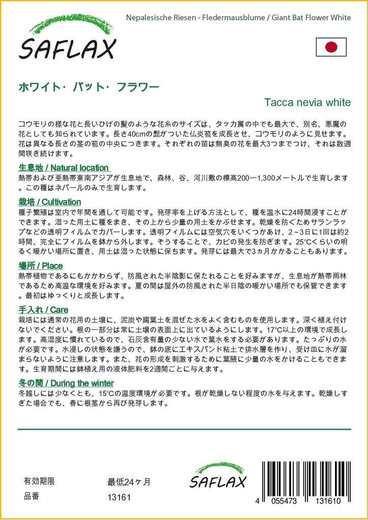 SAFLAX Giant Bat Flower White - 10 семян - Tacca nevia white.