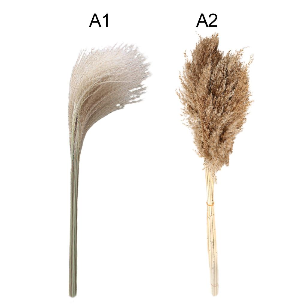50 Pcs Dried Pampas Grass, Artificial Plant Reed Rabbittail Bouquet Home Decoration Boho Wedding Decoration