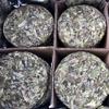 Белый чай Barren Mountain Sun Tea Cake Белый чай с пионом Весенний чайный пирог 350г