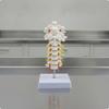 Life-Size Cervical Spine Anatomical Model Detailed for Demonstrations, Classroom