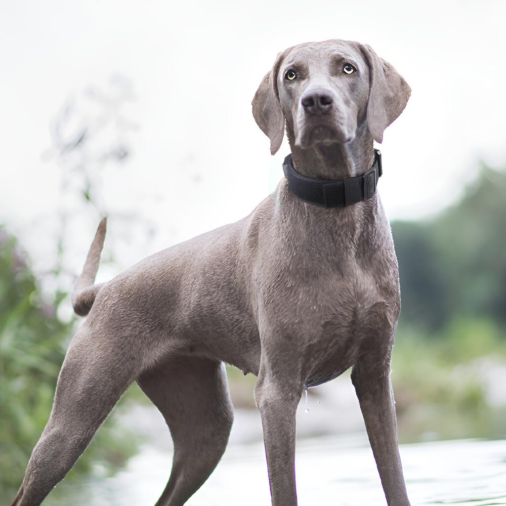 Тактический ошейник для собак, прочная пряжка из цинкового сплава, ошейники для прогулок на свежем воздухе, ошейник с мягкой подкладкой для средних и больших собак, аксессуары для домашних животных