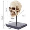 Life Size Human Rein Skull Statue 1:1 Replica Realistic Human Adult Skull Head Bone Model for Home Decor & Halloween Decoration