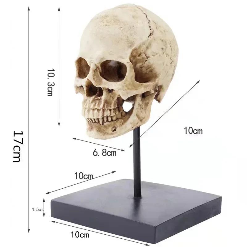 Life Size Human Rein Skull Statue 1:1 Replica Realistic Human Adult Skull Head Bone Model for Home Decor & Halloween Decoration