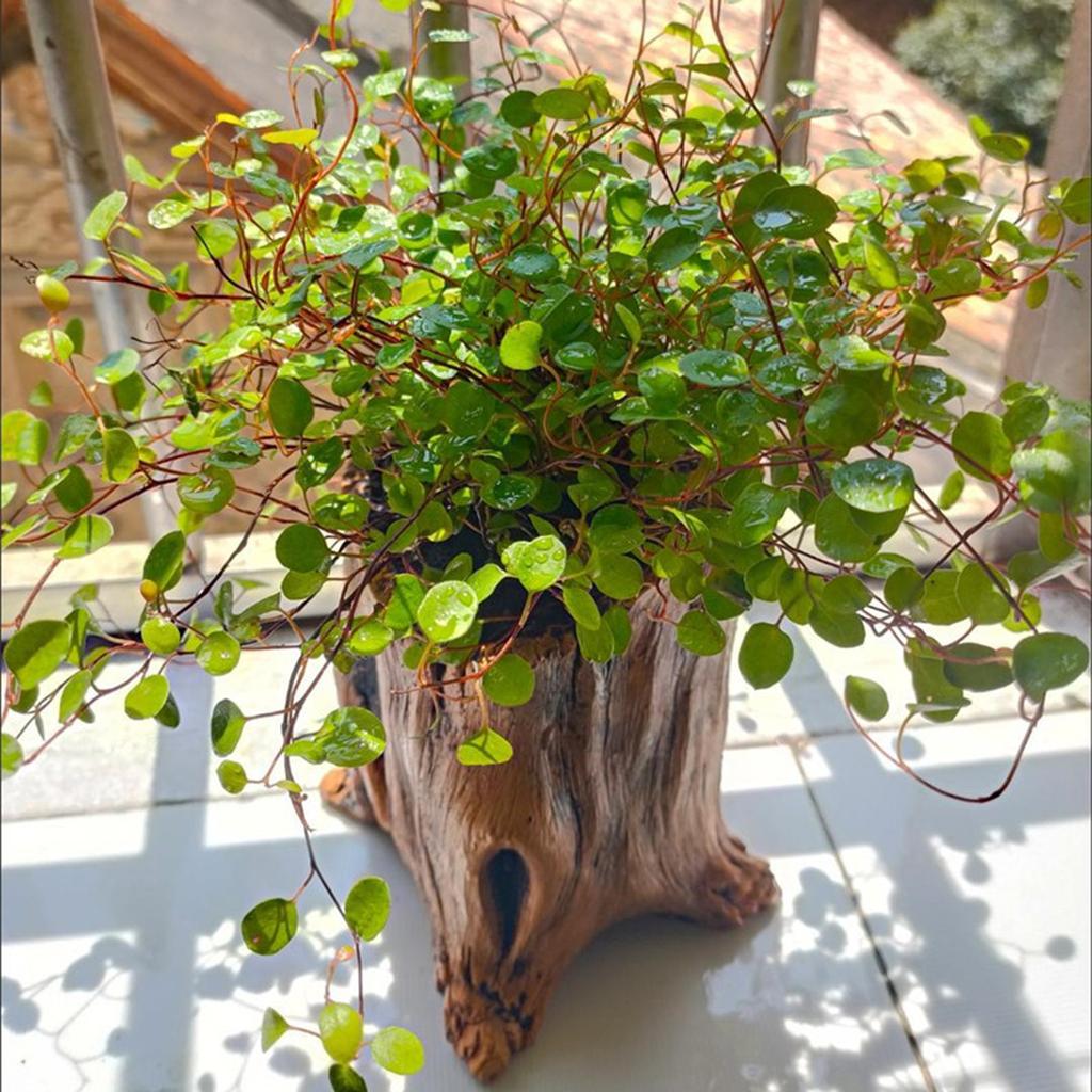 Бетонные Цементные Кашпо для Цветов для Жилого Пространства Балкона Сада Суккуленты Бонсаи Дисплей Креативное Офисное Украшение