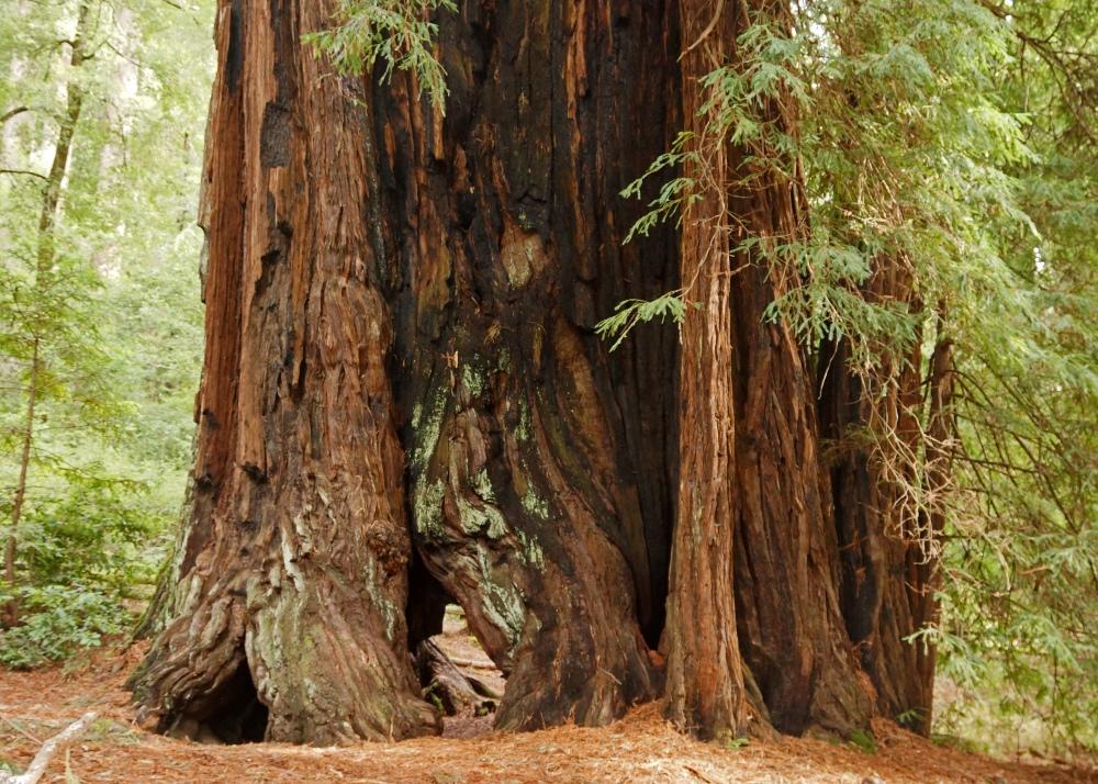 SAFLAX Прибрежное секвойя - 50 семян - Sequoia sempervirens