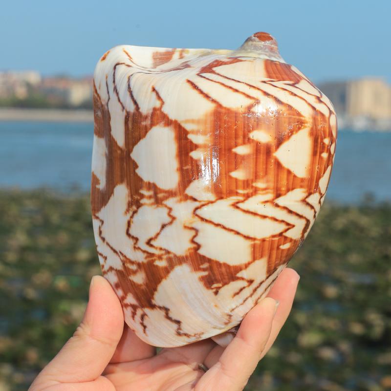 Large Sea Conch Shell 12-16cm Big Conch Natural Craft Ornaments Shell Wedding Festival Party Decoration Creative Gift Ornaments