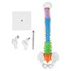 Spine Model PVC 45cm Colour Coded Miniature with Thigh Bone Set Kit for Learning Teaching