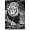 [A3006] - Photo Canvas 'Lion' Black White - 120x80 Cm