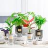 Self Absorbing Flowerpot Transparent Hydroponic Plant Vase Anti Fall Plastic Flowerpot Spring Seedling Planting Pot Garden Tools