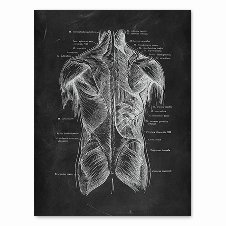 Human Anatomy Artwork Medical Clinic Wall Picture Skeleton Organ Muscle System Vintage Canvas Print Body Education Poster