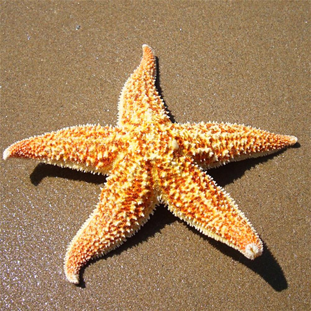 Yousheng 2Pcs Natural Dried Starfish Sea Star Beach Craft Wedding Party Home Decoration