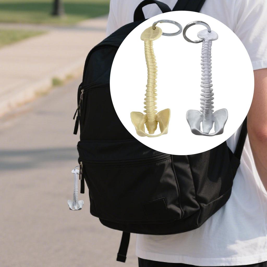 Брелок для ключей "Позвоночник человека", подвеска для сумки, ПВХ, 15 см, ручная работа, маленький, легкий, биология, подвеска для ключей