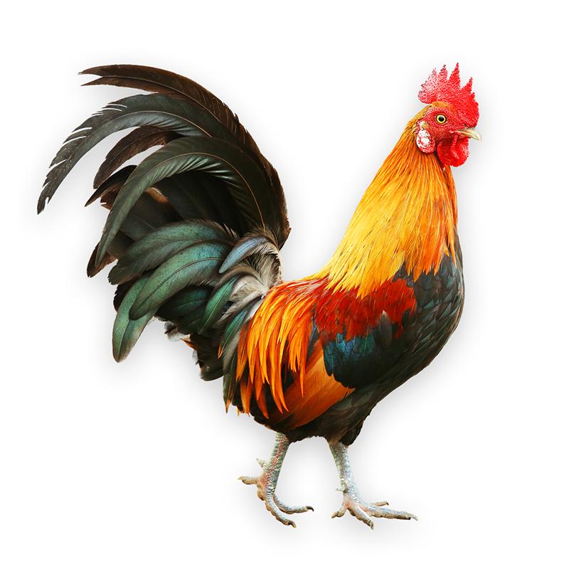 T377 # красивая наклейка с изображением петуха на автомобиль, виниловая наклейка, водонепроницаемые украшения, наклейки для автомобиля