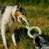 Earth Rated Tug of War Toy for Dogs and Puppies, Interactive Dog Pull Toys, Ergonomic Grip, Natural Rubber, Small, Green