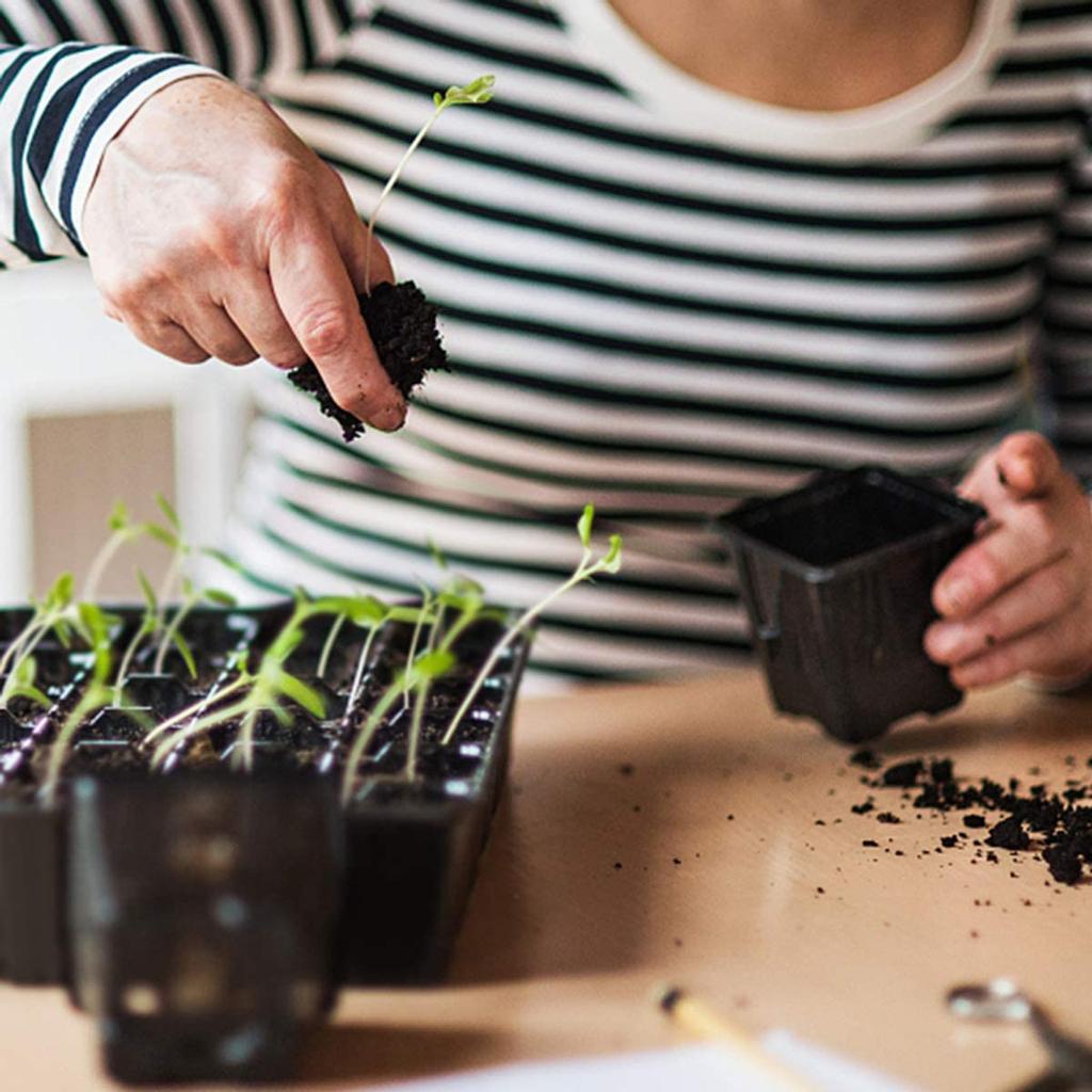 Лотки для рассады на 50 ячеек - пластиковые лотки для проращивания в саду