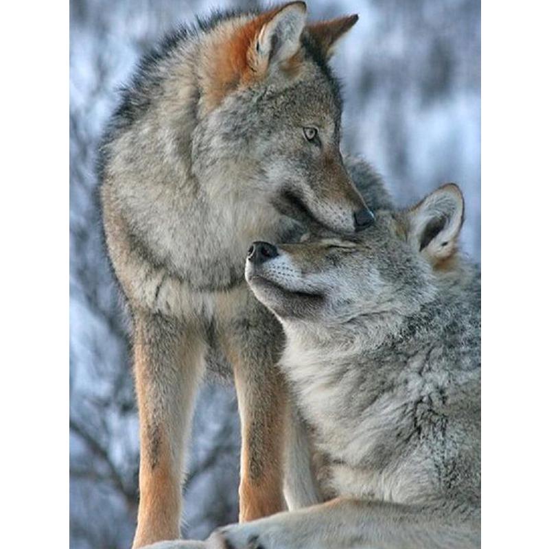 Wolf Icefield Wolf Fashion Diamants Набор для рисования 30x30CM Картина