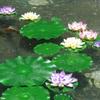 2 Stems Artificial Water Lily Lotus Leaf Without Flower For Floral Pond Garden
