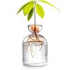 1PC Avocado Seed Starter Vase Transparent Glass Vase Vase For Growing Plant Glass Seed Growing Kit For Gardening Lovers