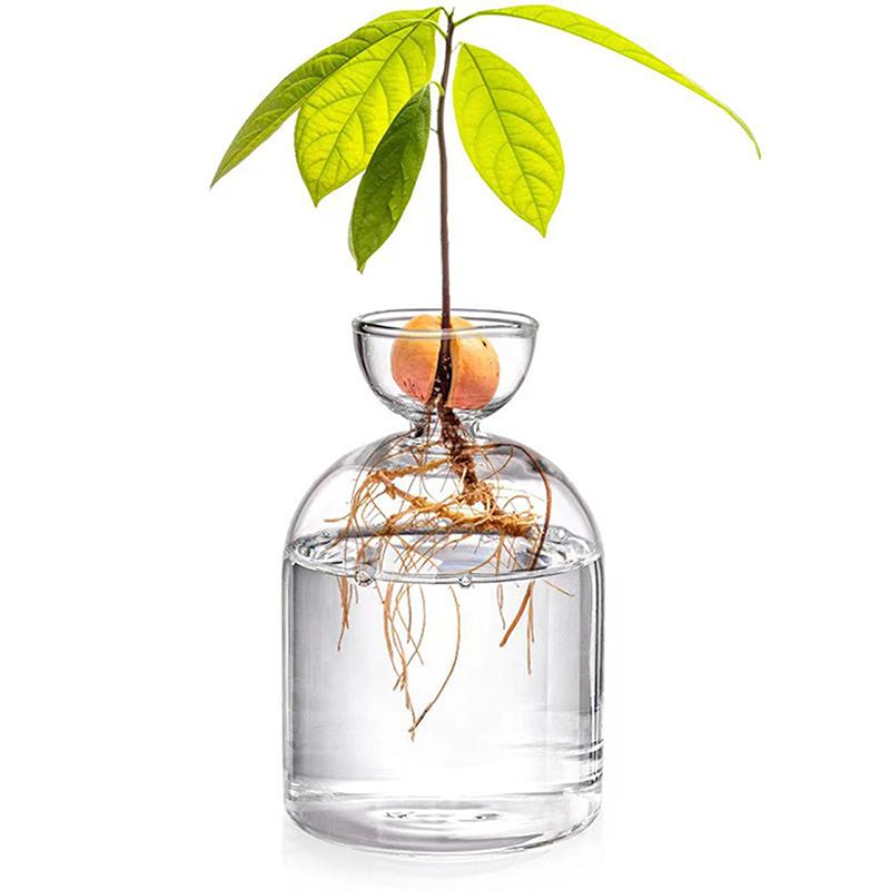 1PC Avocado Seed Starter Vase Transparent Glass Vase Vase For Growing Plant Glass Seed Growing Kit For Gardening Lovers