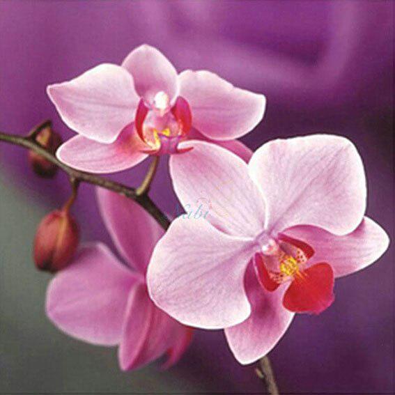 5D Алмазная картина Мультфильм Сова Прибытие Полный круглый Алмазная вышивка Продажа Мозаика Кот