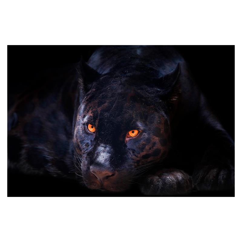 Африканский дикий тигр картины на холсте постеры и принты настенное искусство декоративные картины для гостиной домашний декор куадрос