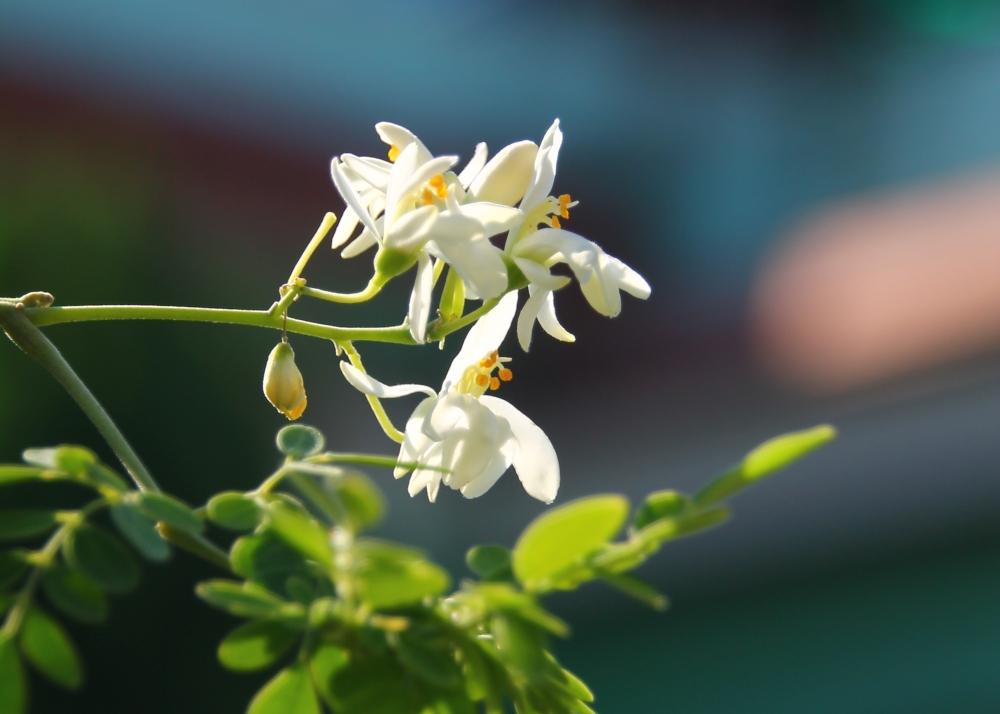 SAFLAX Хрен - 10 семян - Moringa oleifera