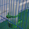 Поилка для птиц, поилка, зажим для вольера, волнистый попугайчик, корелла, кормушка для птиц, сельскохозяйственное оборудование