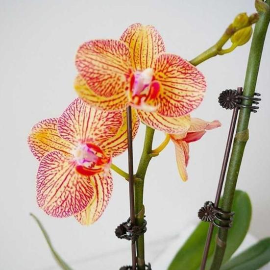 50 шт. Зажимы для орхидей Зажимы для поддержки растений Пластиковые садовые фиксирующие зажимы для фаленопсиса, томатов, пионов, вьющихся растений Поддержка, формирование