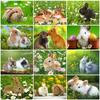 5D DIY Diamond Painting Rabbit Craft Kit Full Square Round Diamond Embroidery Bunny Animal Mosaic Art Home Decor Gift