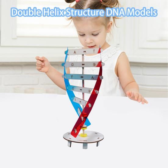 1 Набор Интересный Стимулировать Воображение Улучшить Концентрацию Инновационная Структура Двойной Спирали Модели ДНК Детские Игрушки Экспериментальное Оборудование