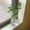 KINOKINO Vase Small Glass Flower Single Stem 3-Piece Set Stylish Scandinavian Transparent Mini Jute String Ikebana Hydroponics Interior