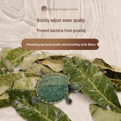 Рептилии – Террариумы для рептилий