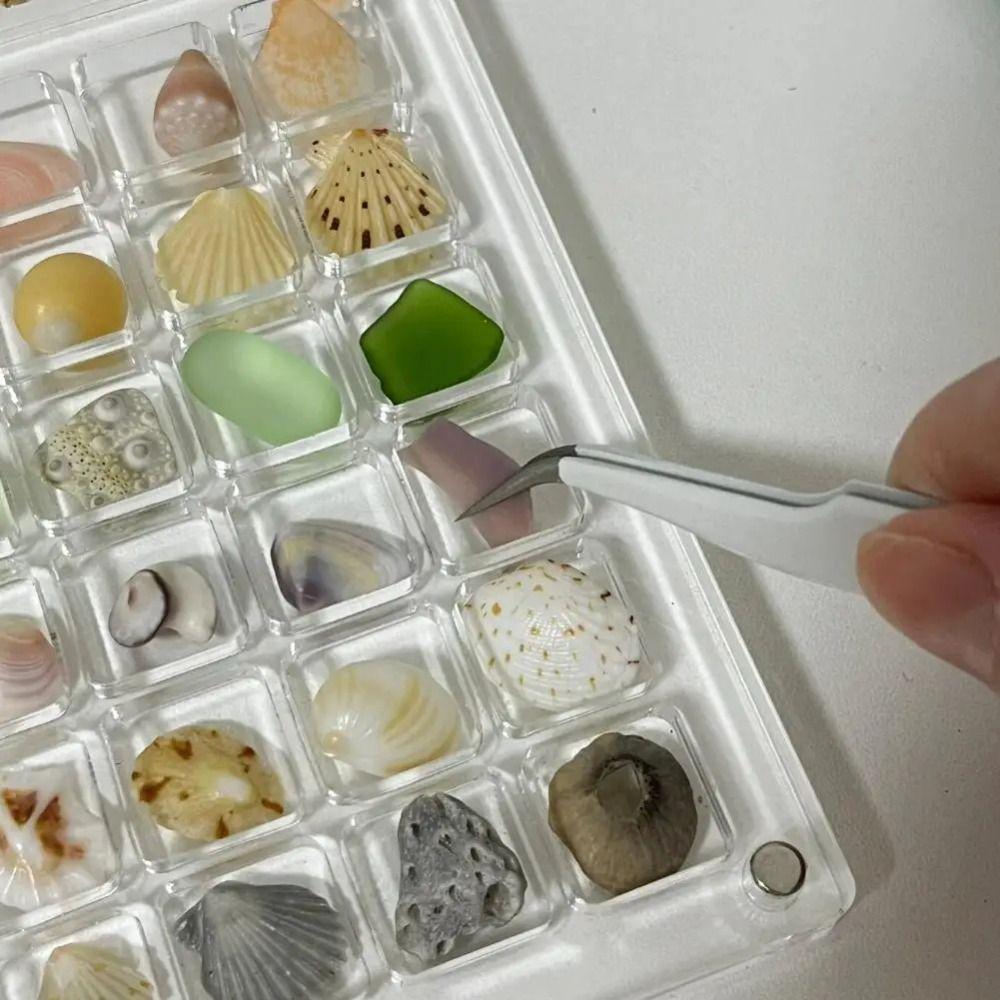 Plastic Magnetic Seashell Display Box Mini Seashell Collection Case New Seashell Storage Box
