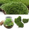 Home Party Decoration Artificial Green Grass Moss Plant Ornament Miniature