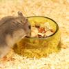 Transparent Pet Feeding Bowl Bite Resistant Rat Food Water Dish New Hamster Water Bowl  Pet Feeding