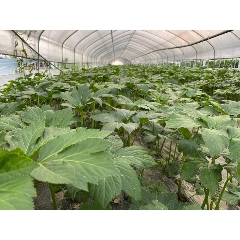 Органическая капуста, свежая зелень, сельдерей, свекла, ростки пшеницы, ростки ячменя, морковь, одуванчик, ингредиенты зеленого сока, органическая капуста 500 г, 1 шт.