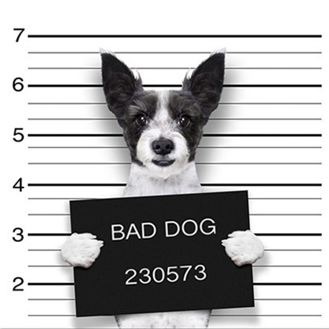 5d алмазная живопись кошка DIY мозаика цветок полная круглая/квадратная Алмазная вышивка животное ремесленный декор для дома