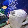 1 Set Resin Skull Aquarium Decor – Fish, Shrimp & Reptile Breeding Cave with Built-in Bubbler Stone for Oxygenation | Halloween Fish Tank Ornament