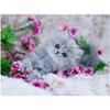 Full 5D Diy Diamond Painting Animal Cat Diamond Embroidery Cross Stitch Home Decor Handmade Gift